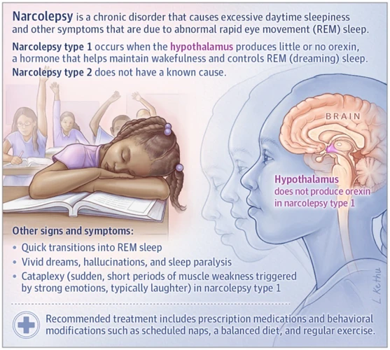 Brain Abnormalities In Narcolepsy