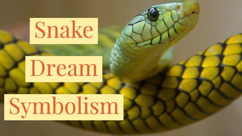 Common Emotions In Snake Dreams