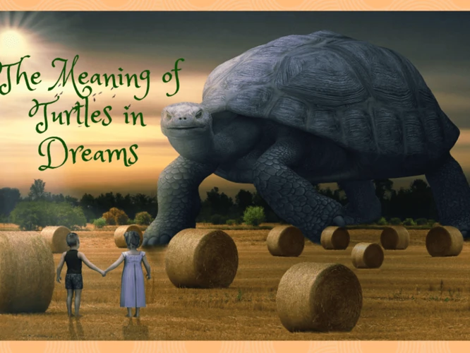 Dreams About Turtles