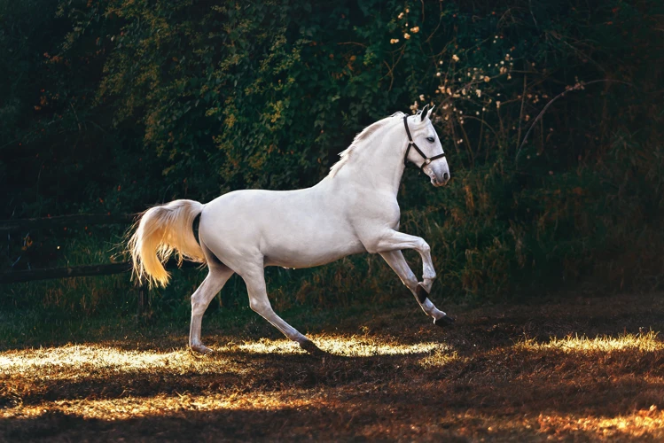 Interpreting Different Horse-Related Dreams