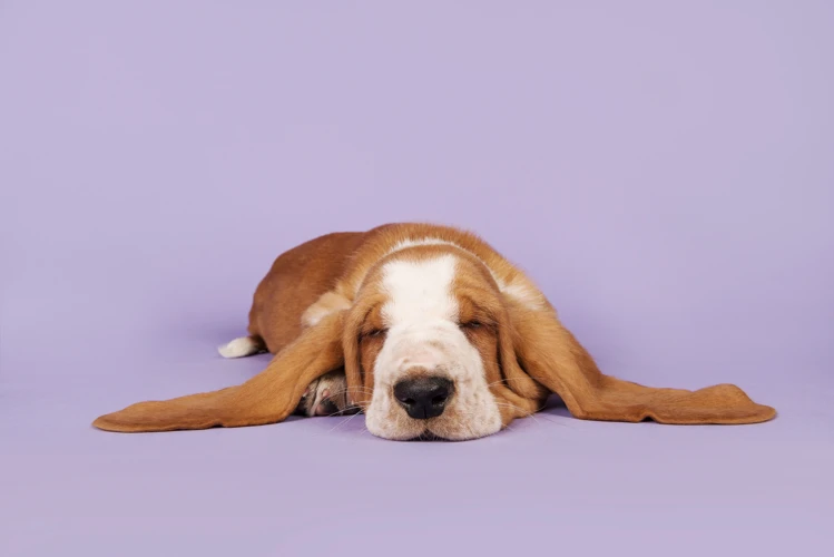 Interpreting Different Types Of Dogs In Dreams