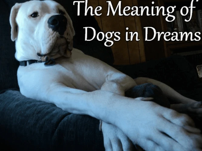 Interpreting Dreams Featuring Dogs