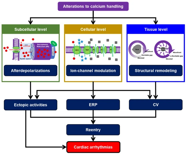 Investigating Triggers And Feedback Mechanisms