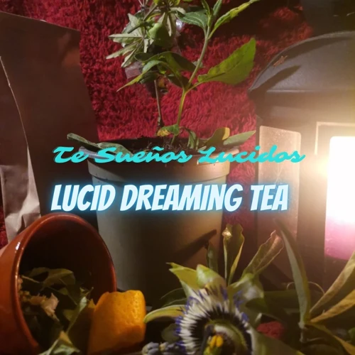 Natural Aids To Lucid Dreaming