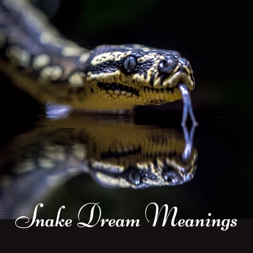 Negative Symbolism Of Snakes In Dreams