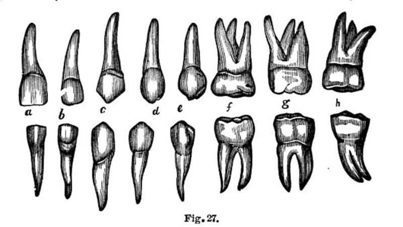 Symbol: Teeth