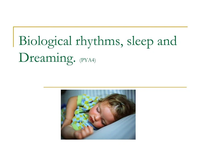 The Role Of Circadian Rhythms