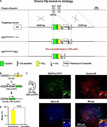 The Role Of Orexin