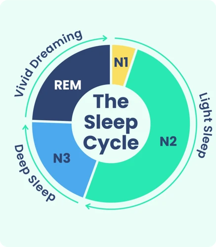The Role Of Sleep Stages