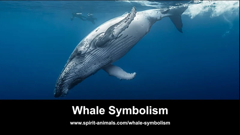 The Symbolism Of Whales In Dreams